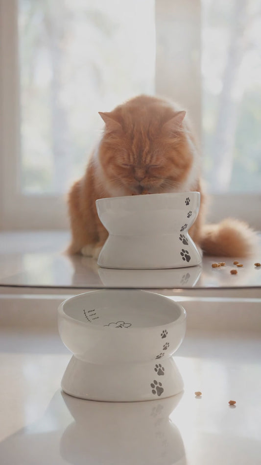 Elevated Cat Food Bowl, Raised Food and Water Bowl for Cat and Small Dog, Tilted Ceramic Water Bowls No Spill,15Oz, Dishwasher Safe